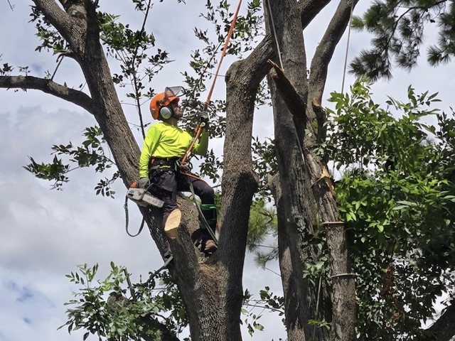 A climber in a helmet with face shield and ear protection, roped into the upper canopy of a large oak with a saw on the harness