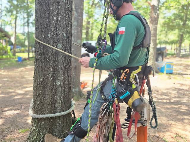 A climber setting a rigging line at the base of a tree, wearing a full harness of gear