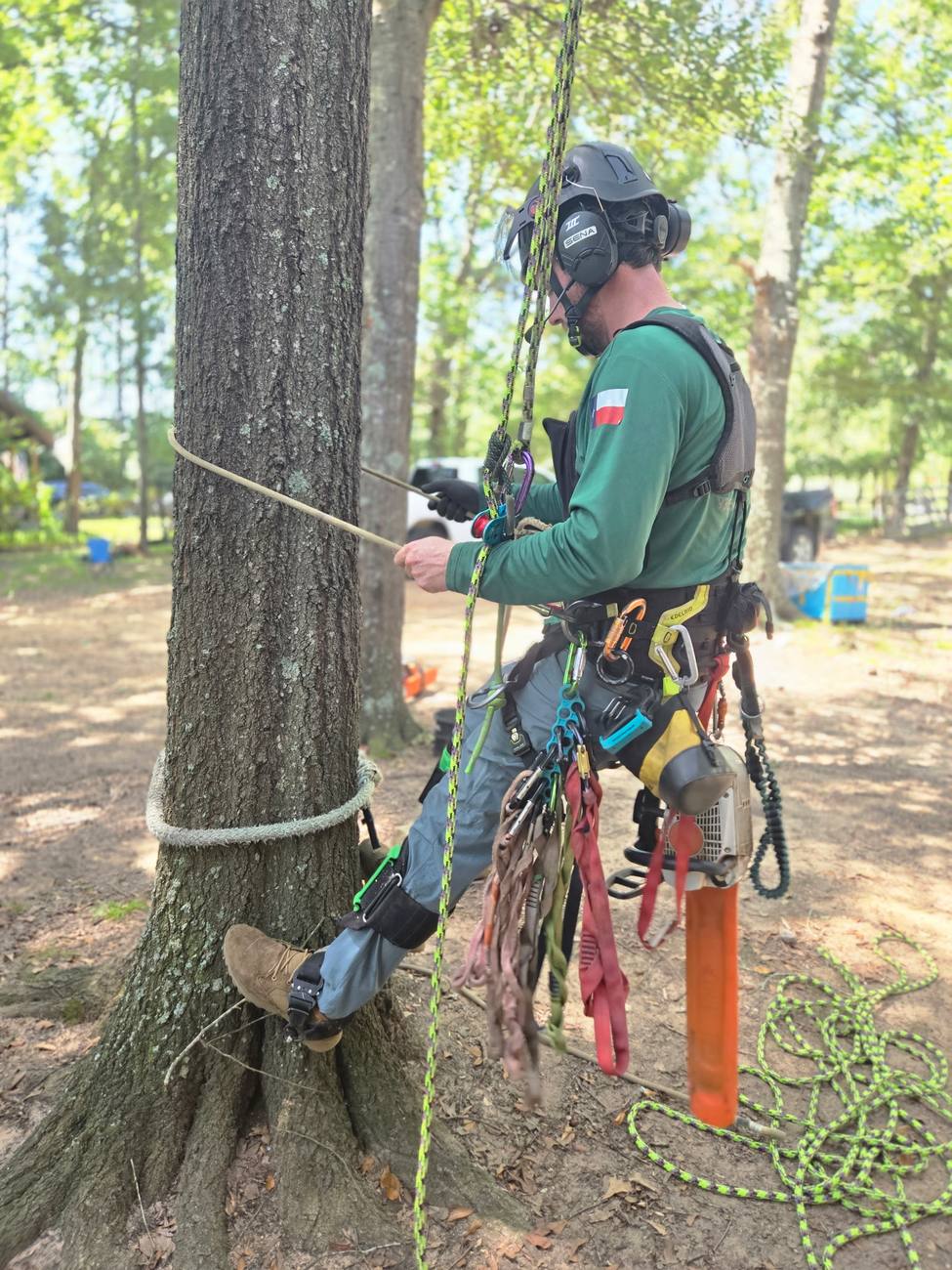 A climber setting a rigging line at the base of a tree, wearing a full harness of gear