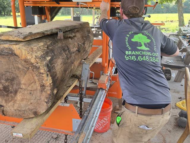 A crew member running a large hardwood log through a portable band sawmill